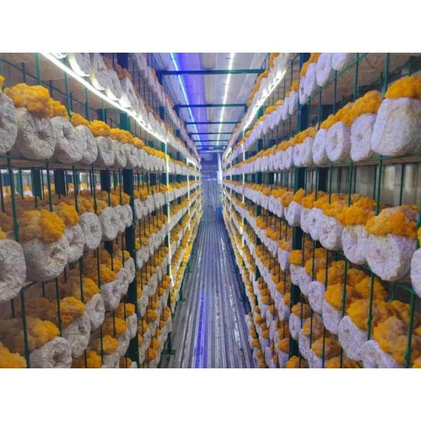 Quality Commercial Mushroom Container Farm with 5000-Bag Capacity for sale