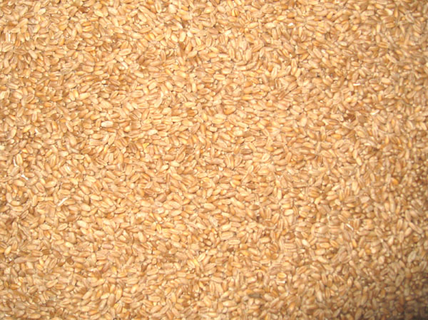 Seeds Optical Sorting Machine Vegetable Tomato Sesame Seed Color Sorter Separator Machine
