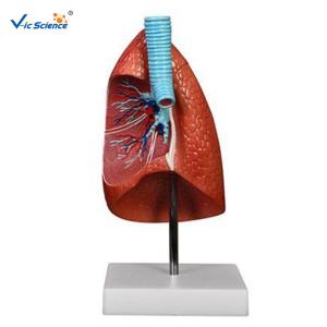 Quality Medical Science Teaching Aids Pvc Human Lungs Model for sale
