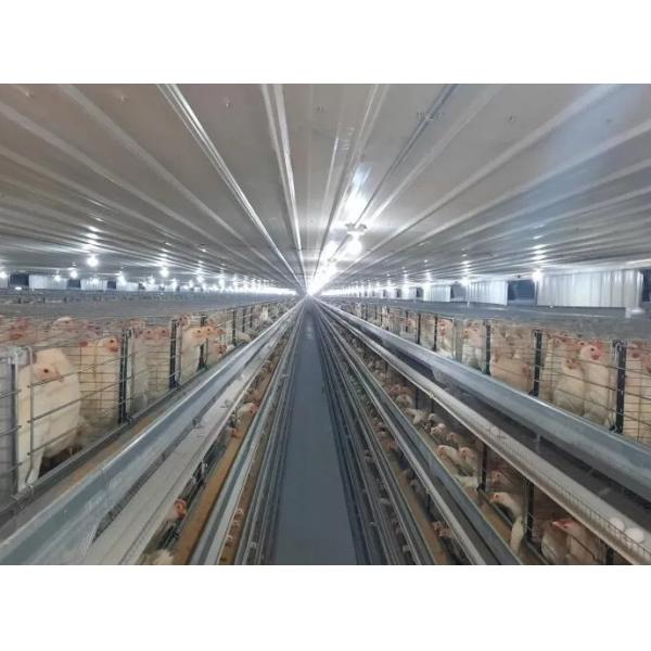 Modern Thermal Insulation Metal Steel Structure Breed Chicken Shed Poultry House