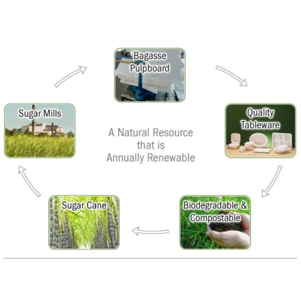 9" 3 Compartment Biodegradable Sugarcane Bagasse Plates