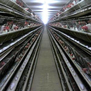 Quality 3 Tiers Hot Dipped Galvanized Chicken Cage With Automatic Feed for sale