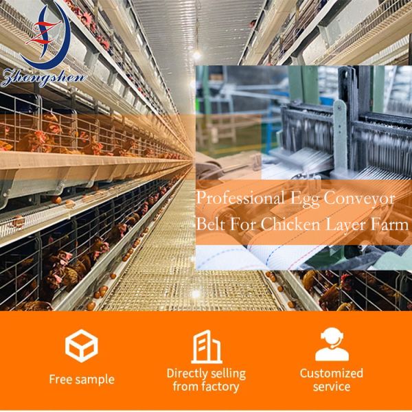 Polypropylene Perforated Egg Conveyer Belt with Adjustable Speed and Low Egg Broken Rate (0.3%) for Poultry Farms