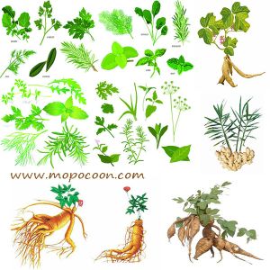Quality Common Aucklandia Root Extract for sale