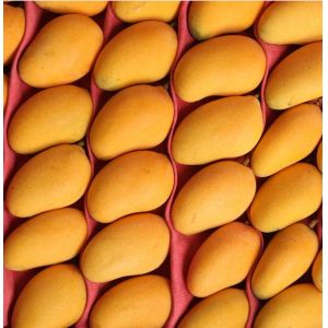 Quality 2t/H Raw Mango Juice Processing Machine 300 - 500ml Bottle for sale