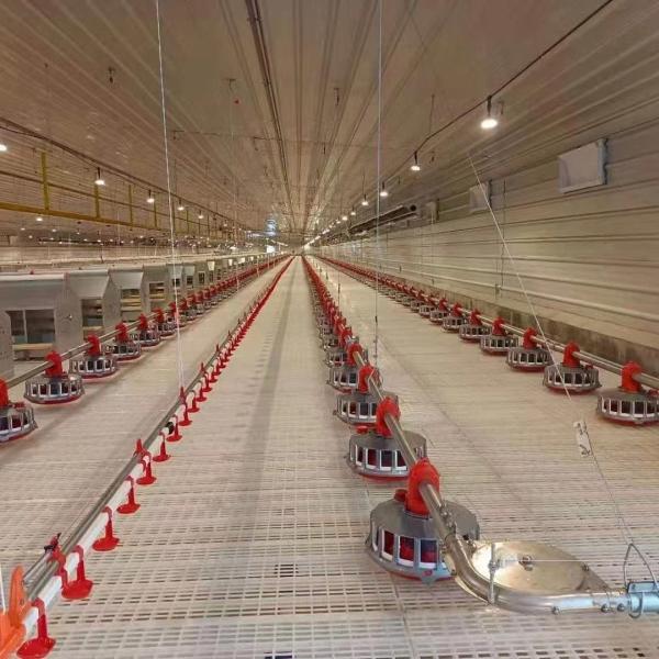 Cheap Price Fully Automatic Chicken Feeder and Waterer Broiler Feeding and Drinking Line System for Chicken Coop Breeding