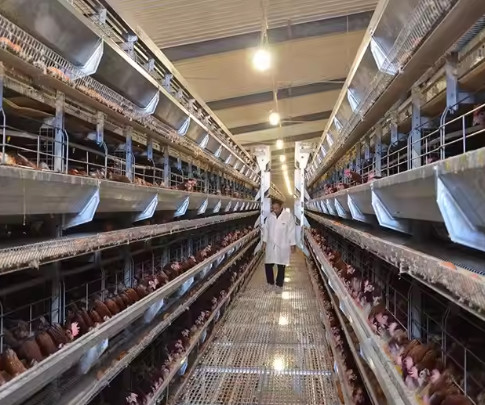 Hot Dip Galvanized Metal Steel Broiler Layer Poultry House With Automatic Brooding Equipment