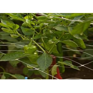 Plant Climbing Net Vegetable Grow Up Support Net