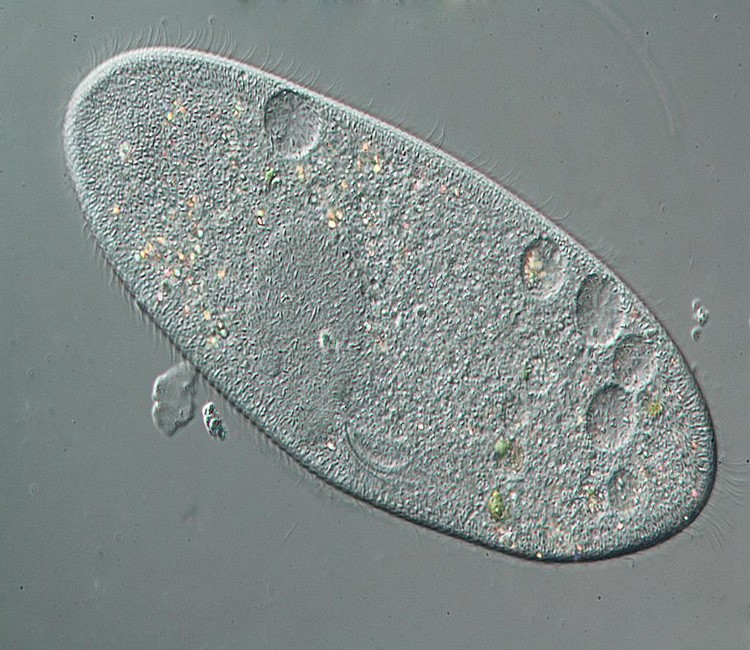Medical Research Used Microbiology Amoeba Prepared Glass Microscope Slides For Teaching