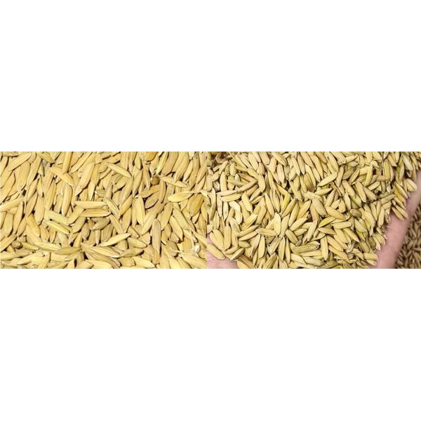 Z Series Rice Color Sorter