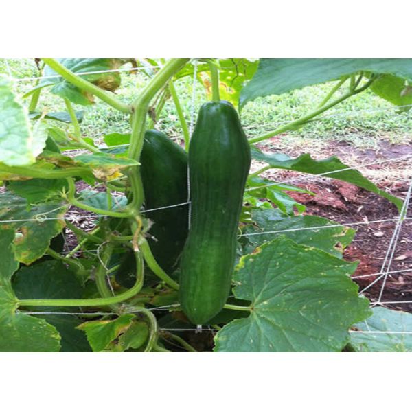 Quality Plant Climbing Net Vegetable Grow Up Support Net for sale