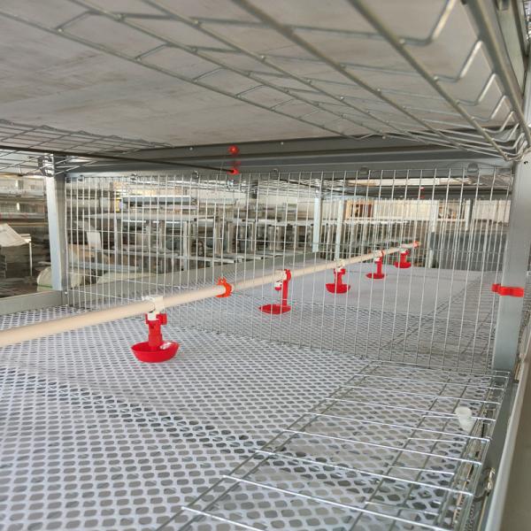 H Type Broiler Cage With Poultry Drinking System