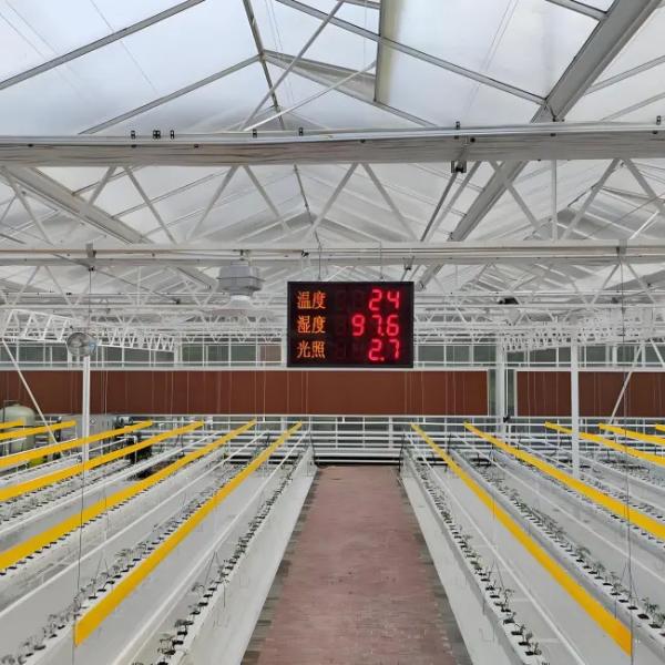 Commercial Automated agriculture Venlo style Greenhouse Invernadero Dutch type