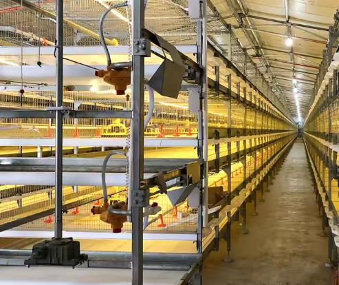 Hot Dip Galvanized Metal Steel Broiler Layer Poultry House With Automatic Brooding Equipment
