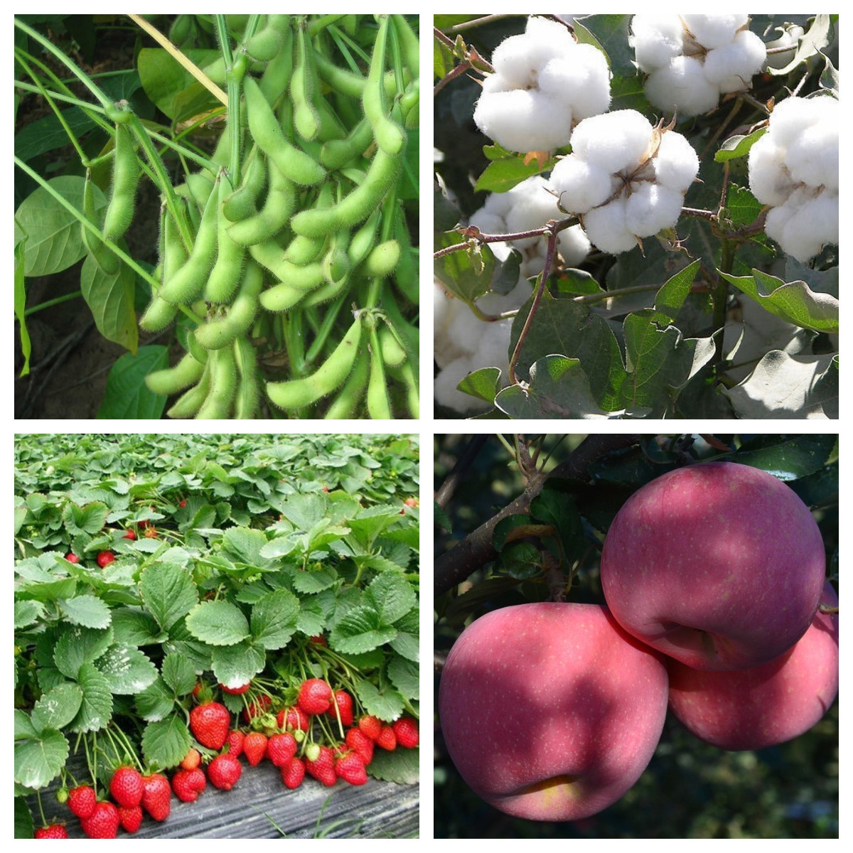 Self Operated Biotechnology Organic Compound Microbial Fertilizer