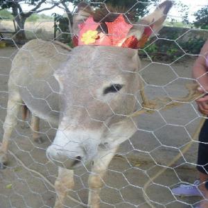 Quality BWG18-22 Hexagonal Wire Mesh Reverse Twist Rabbit Wire Mesh for sale