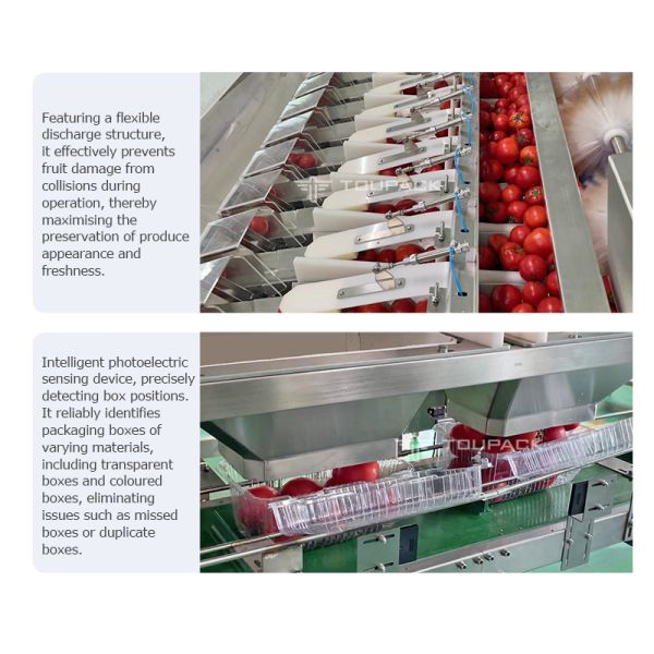 Automatic Fruit Punnet Packing Machine For Blueberry Strawberry Cherry Tomato