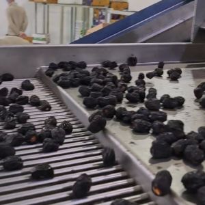 High-capacity Dates Sorting Machine, Stainless Steel, 6 lanes+10 outlets, 1.8