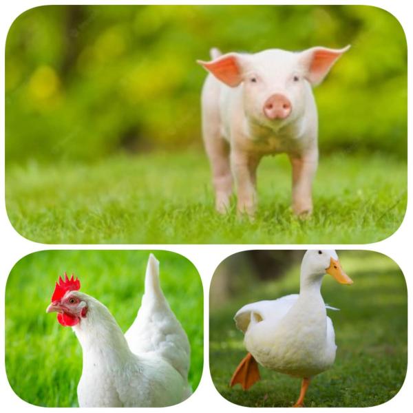 Beta Mannanase Enzyme Powder For Poultry