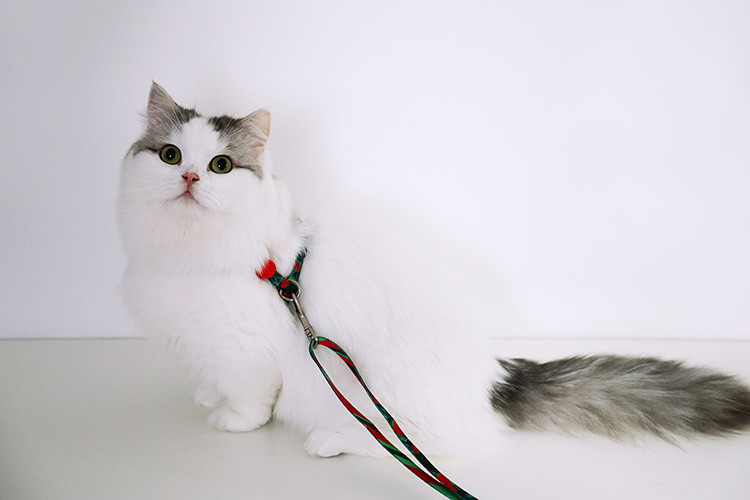 Sublimation Large Cat Harness And Leash Cat Halter For Walking