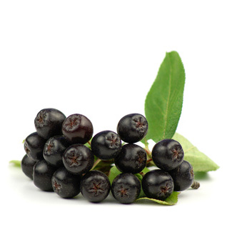 Anti-oxidant 100% natural 4:1 maqui berry extract--Aristotelia chilensis