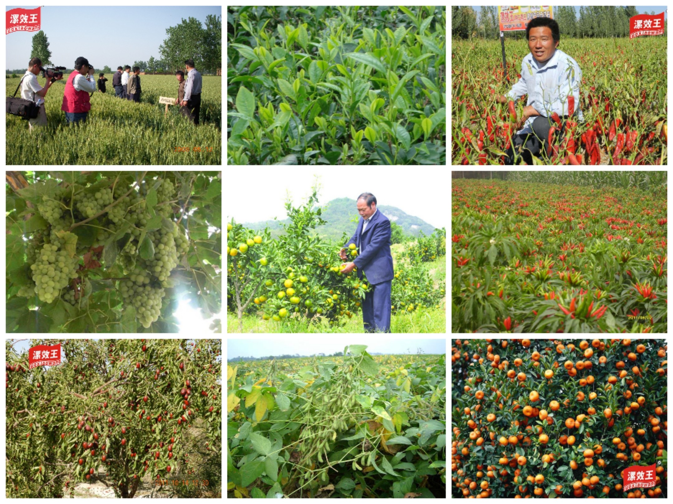 Organic Soil Conditioner Microbial Fermented Fertilizer