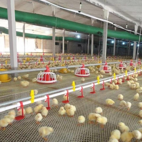 Automatic Animal Feeders Poultry Farm Feeding Line Chicken Feeding and Drinking System