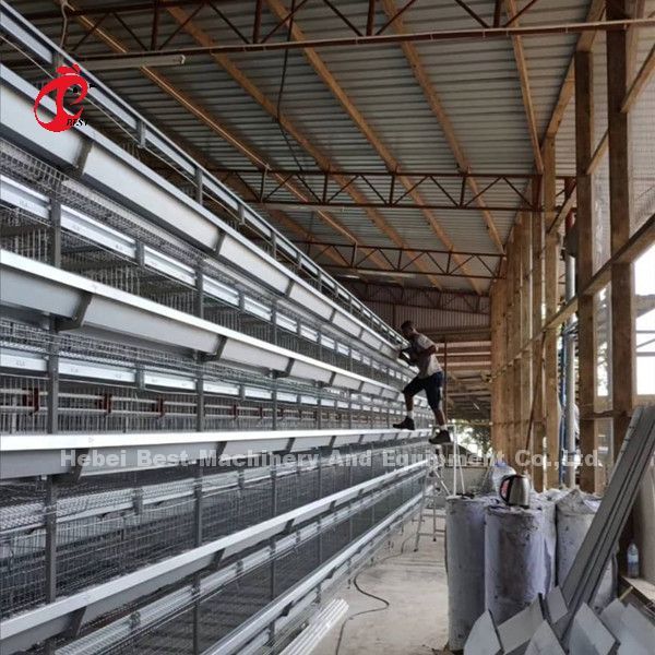 Customized Automatic Egg Collection Feeding Hopper System For 30,000 Chicken Farm Doris
