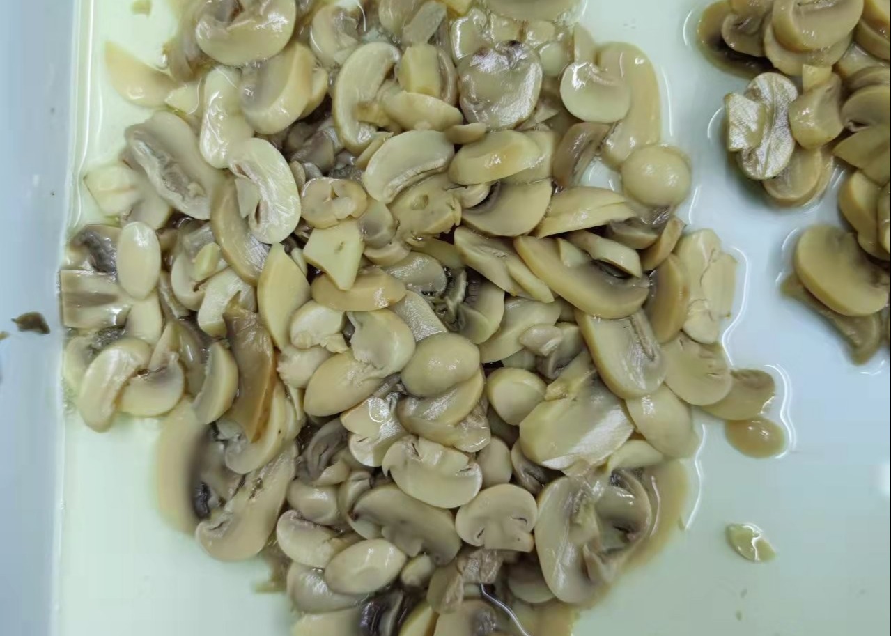 Fresh 10.2 Kg Canned Champignon Mushroom Cultivated