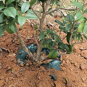 Watering Bags Slow Release