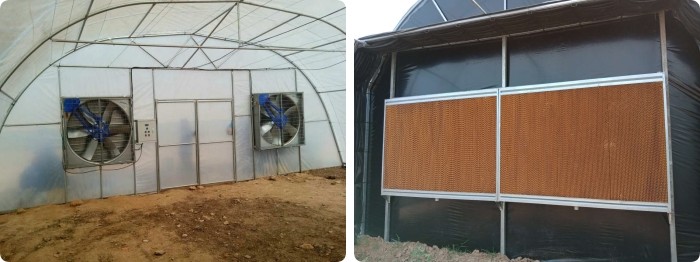 10ft Plastic Film Sawtooth Greenhouse Tunnel Tropical Top Ventilation Tomato Growing