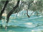 Antispina Olive Harvesting Nets