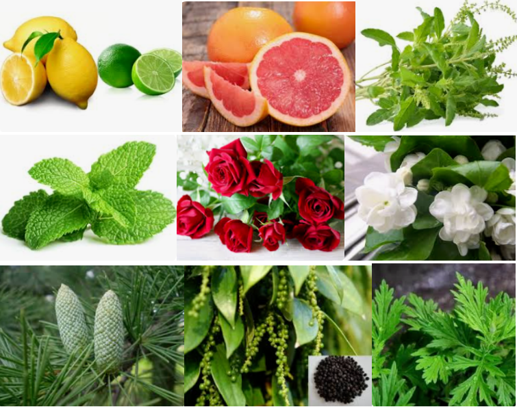 Air freshener diffuser Fragrance Abes Fragrance Essence For Reed Sticks & Diffuser Free Samples