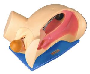 Quality Manual childbirth simulation automatic birthing system / Emergency Simulation for sale