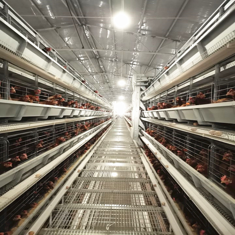 4 Tiers Chicken Egg Layer Battery Cage For Tanzania Poultry Farm Automatic Q235
