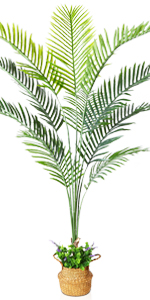 palm tree