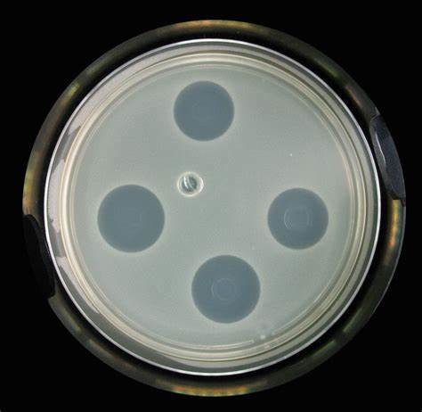 Quality DDC Animal Feed Acidifier Bacteriostatic Effect Against Harmful Bacteria for sale