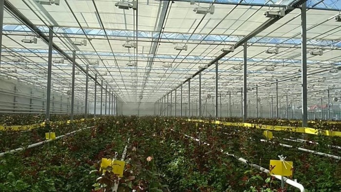 Inner Shading System Aluminium Foil Greenhouse Shade Netting Agriculture