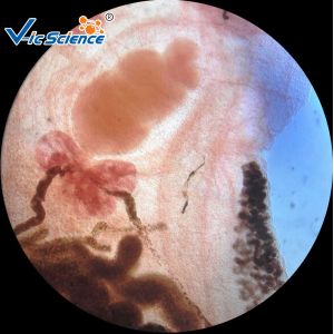 High Grade Parasitology Slides 30 Pcs / Set Parasitology Parepared Slides