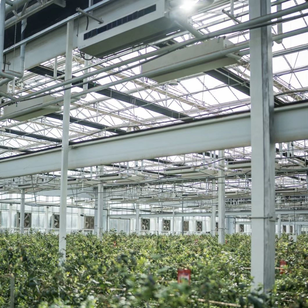 Hollow Roof Glass Greenhouse for Flower Growing