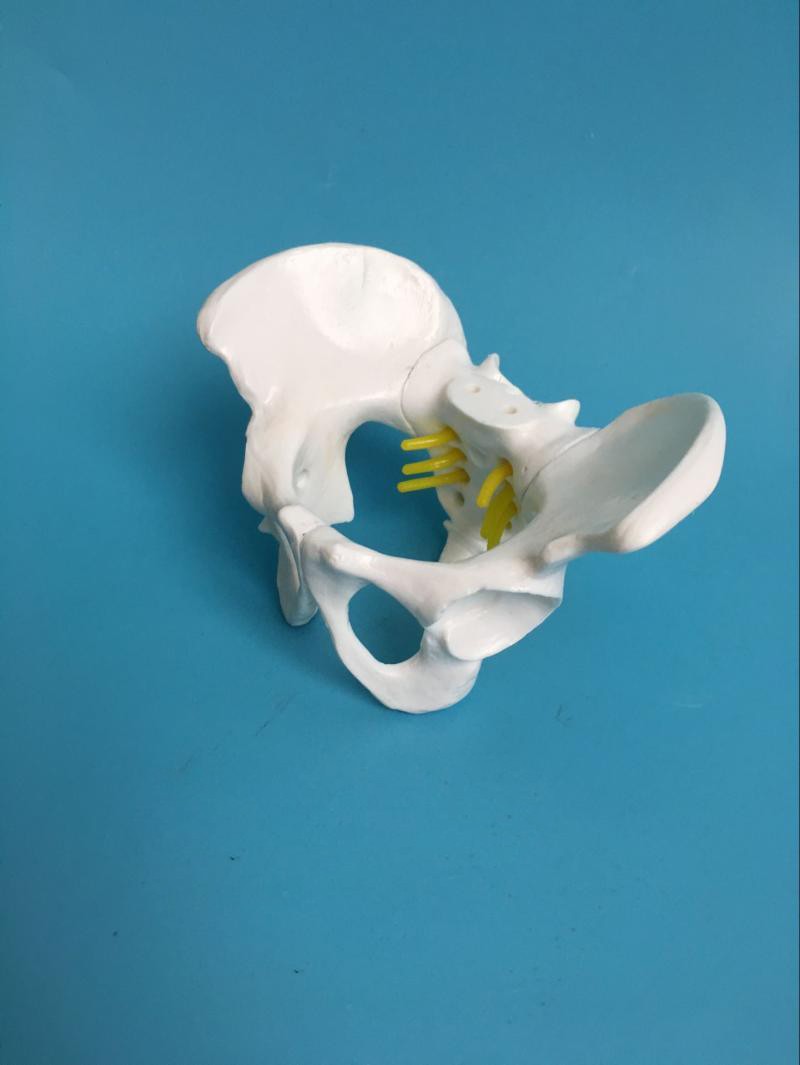Plastic Mini 13x9x9cm Female Pelvis Model For Medical Teaching
