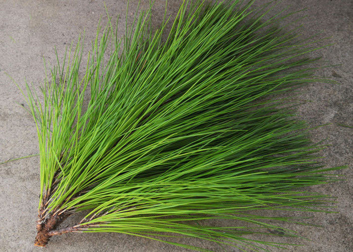 Pine Leaves Herbal Extract Powder