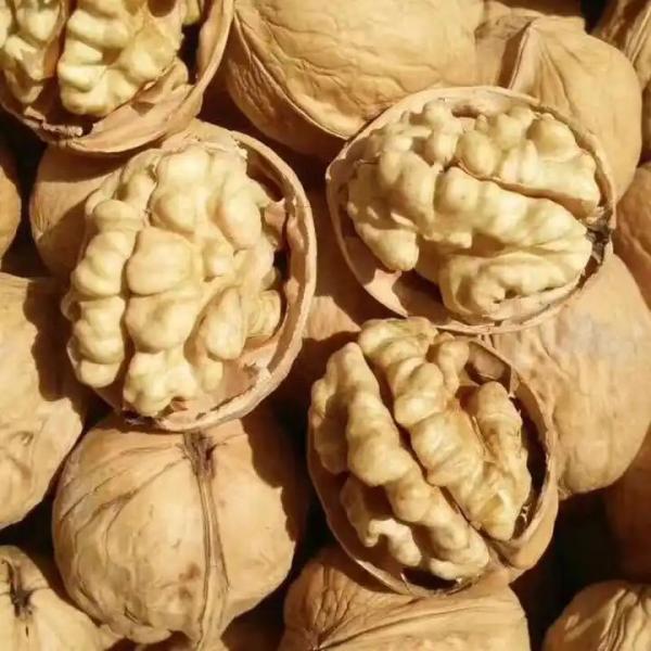 Wholesale China walnut in shell 32mm walnuts fresh with cheap price Amazon’s best-selling products