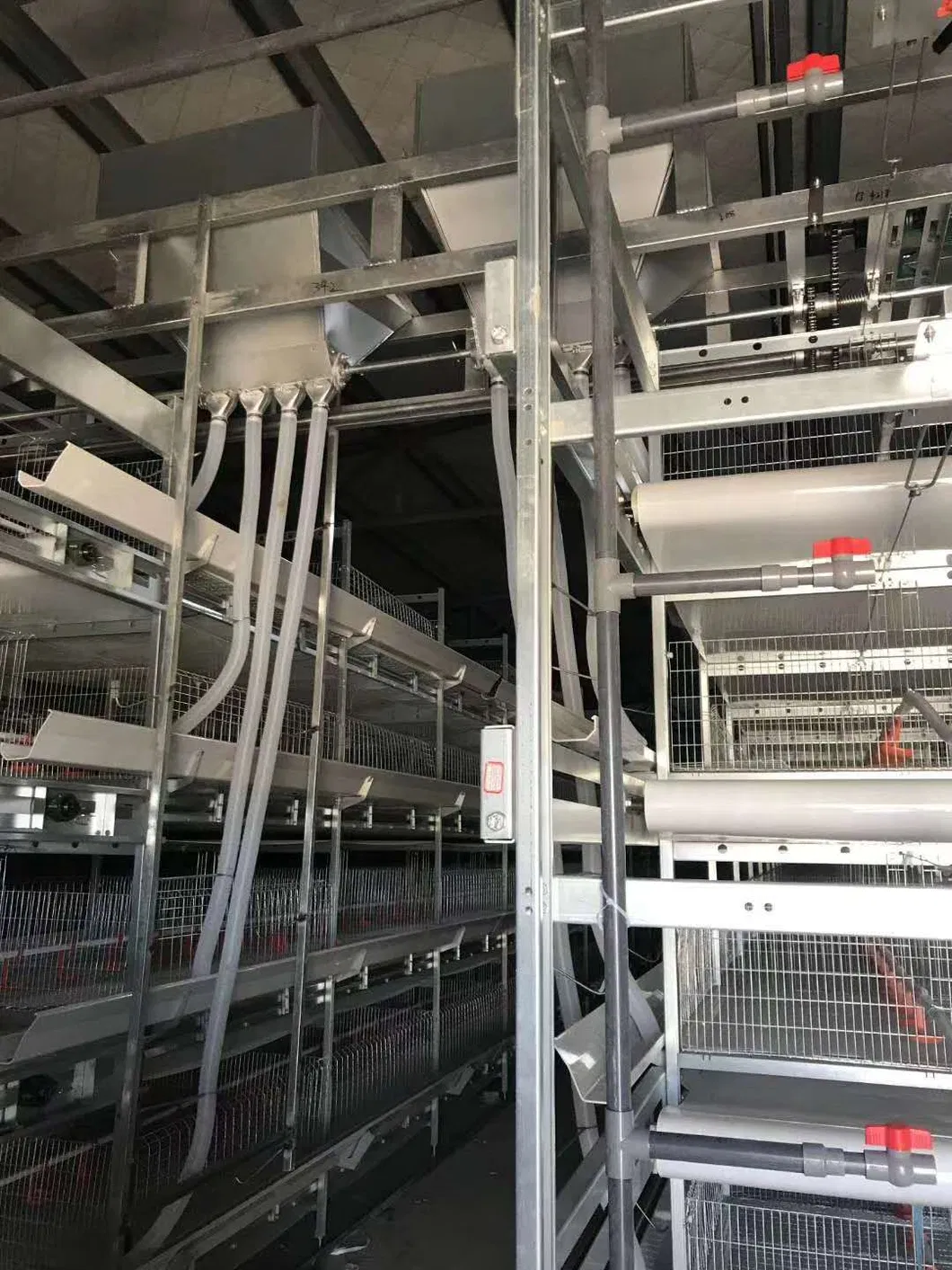 Automatic Equipment Metal Cage Steel Structure Broiler Chicken Poultry House