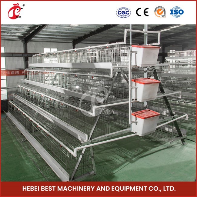 Modern Poultry Farming Cages With Nipple Drinker For Rearing Efficiency Star