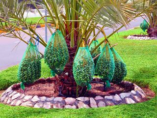 Dubai 70*90cm 80*100cm PE Protection Date Palm Net Bag for Dates Palm Fruit Packaging