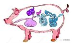 Livestock Feed Acidifier Effective Digestive And Antibacterial Functions