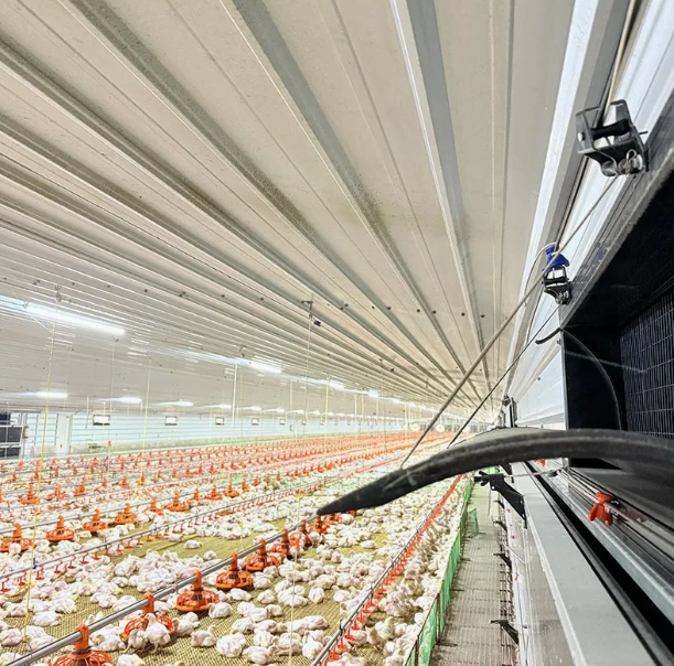 Interior view of automated poultry house systems