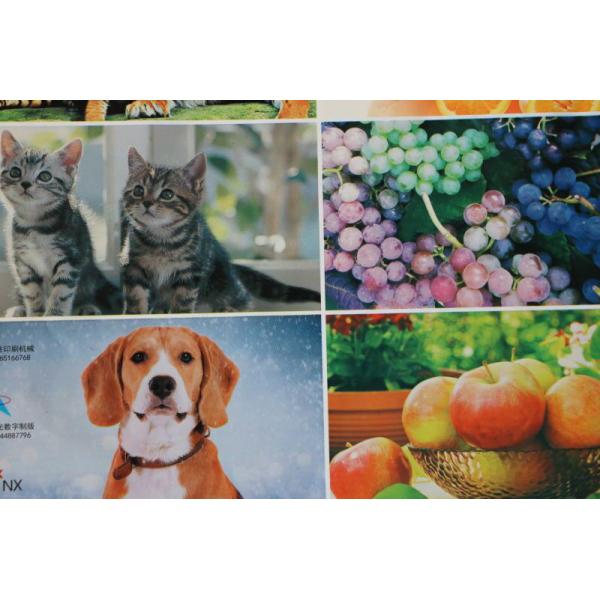 Central Impression Flexographic Printing Machine / Small Flexographic Printer