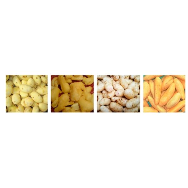 Automatic Root Radish Fruit And Vegetable Peeler Machine Customized 220V